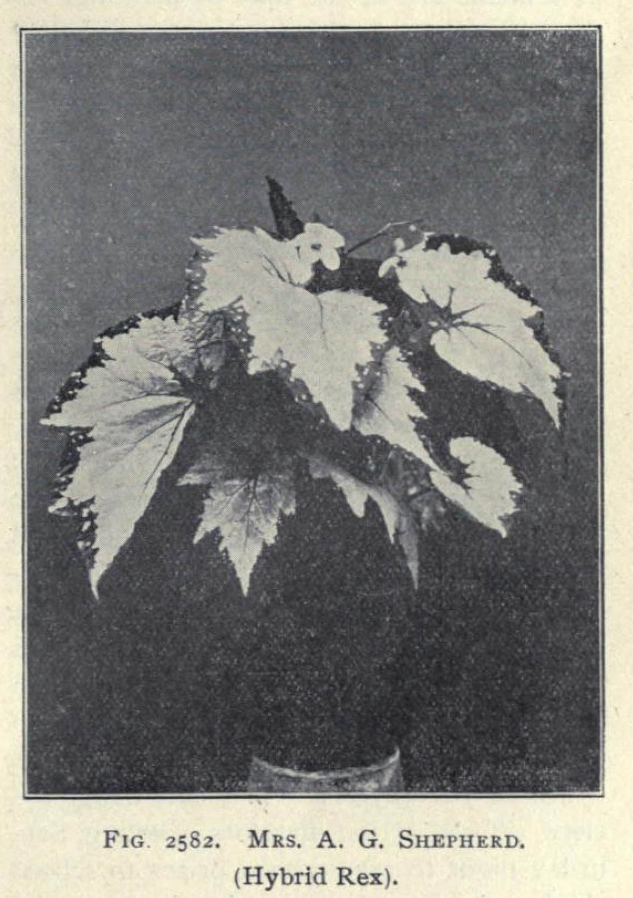 B. ‘Mrs. A. G. Shepherd’